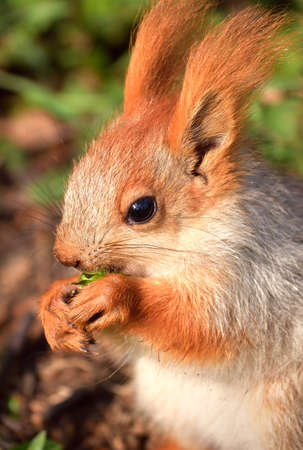 Squirrels in spring in Siberia. Close-up portrait of a red squirrel. Nature of the Novosibirsk region, Russiaの写真素材
