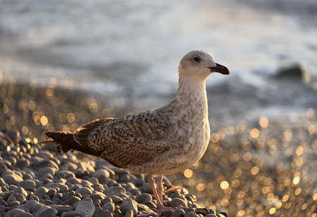 Seagull in profile on a rocky beach in the morning light close-up. Blurred background. Russia, Crimea, 2019の写真素材