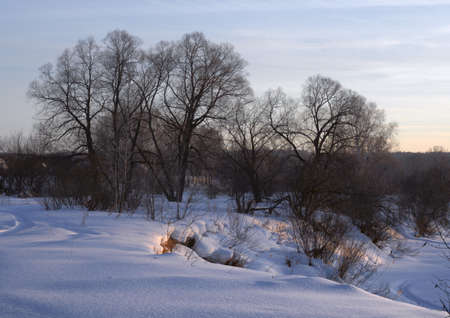Spreading trees on the banks of the river Berd winter evening. Blue velvety snow, evening sky. Pure nature of Siberia, Novosibirsk region, Russia, 2019の写真素材