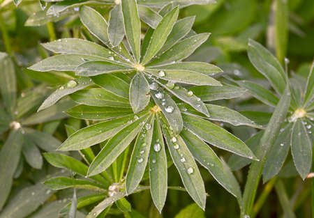 Large transparent dew drops on green leaves close-up. Blurred soft background. Pure nature of Siberia, Russia, 2019の写真素材