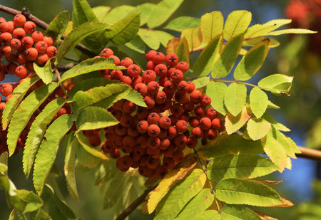 A cluster of wild Rowan close-up on a blurred background of bright green foliage. Pure nature of Siberia, Russia, 2019の写真素材