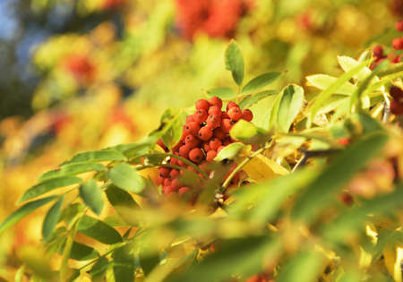 A cluster of wild Rowan close-up on a blurred background of bright green foliage. Pure nature of Siberia, Russia, 2019の写真素材