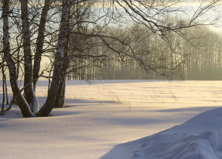 Morning light over the snowy plain. Pure snowdrifts of snow, trunks and bare branches of birch trees, long shadows on the snow. Landscape in yellow-blue tonality. Nature of Siberia, Novosibirsk Region, Russia 2018の写真素材