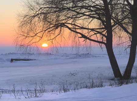 Orange sunset over the snowy plain of the Novosibirsk reservoir in winter. The sun is halfway below the horizon, shining through the branches of trees. Lilac drifts of snow. Nature of Siberia, Novosibirsk Region, Russia 2018の素材 [FY310179376687]