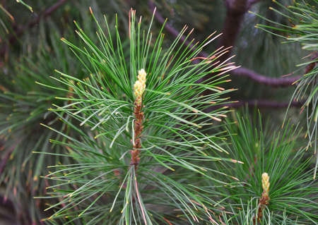 Spring sprouts on the tip of pine branches close-up, long needles of needles. Pure nature of Siberia, Russia, 2020の写真素材