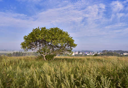 Wormwood and lush grass surround it. The village is seen in a lilac haze on the horizon. Novosibirsk region, Siberia, Russia, 2018の写真素材