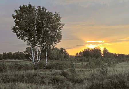 Modest birch's in the middle of a thick meadow in front. The forest is behind. Amber horizon at dawn. Nature of Siberia, Novosibirsk region, 2018の写真素材