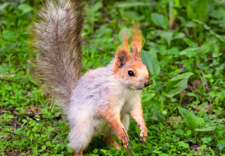 A squirrel stands in the thick green grass during molting. Eyes, paws, tail close-up, muzzle in the ground. Nature Of Siberia, Novosibirsk, Russia, 2020の写真素材