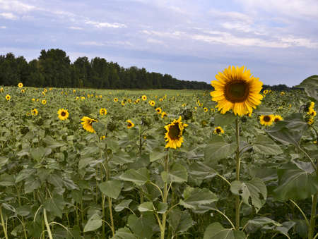 A field of bright blooming sunflowers lat. Helianthus annuus with a dark strip of forest on the horizon. Lilac sky. Countryside near the city of Novosibirsk. Siberia, Russia, 2018の写真素材