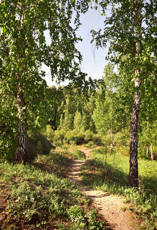 A winding path between two tall birches, fresh foliage on the branches, the pure nature of Siberia ,. Novosibirsk region, Russia, 2020の写真素材