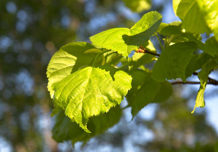 A fresh leaf of a tree in the spring sunlight on a blurred background. Nature Of Siberia, Russia, 2020の写真素材