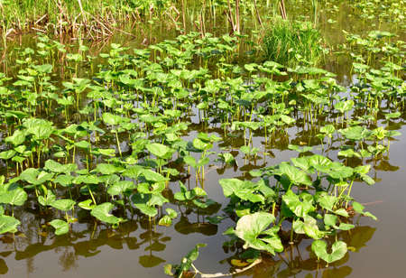 Green water Lily leaves in the pond water in the sunlight. Spring, purity and freshness, nature of Siberia, Novosibirsk region, 2020の写真素材