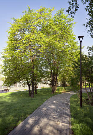 A park path among flowering trees under a blue sky. Novosibirsk, Siberia, Russiaの写真素材
