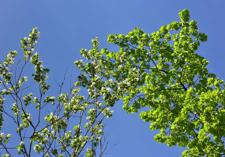 White flower petals on green branches in spring in sunlight against a clear blue sky. Nature Of Siberia, Russia, 2020の写真素材