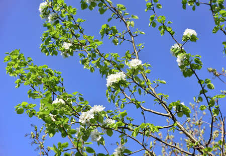 White flower petals on green branches in spring in sunlight against a clear blue sky. Nature Of Siberia, Russia, 2020の写真素材