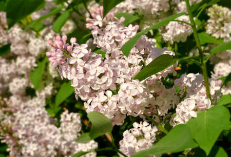 Inflorescences of small flowers close-up on a blurry green background. Spring, purity and freshness, nature of Siberia, Novosibirsk region, 2020の写真素材