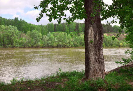 A thick tree trunk with a textured bark among the grass, a steep river Bank in the distance overgrown with trees, fresh spring foliage. Nature of Siberia. Novosibirsk region, Russia, 2020の写真素材