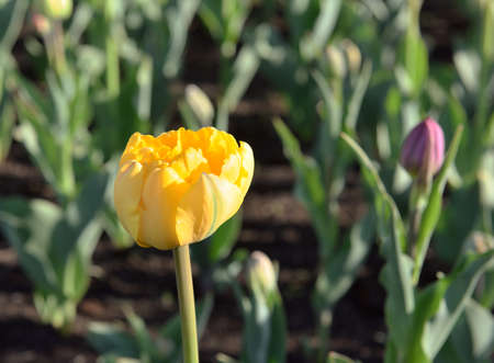 Yellow spring Tulip close up. A fresh bright Bud of a blooming flower on a blurred background of a flower garden with tulips. Nature Of Siberia, Russia, 2020の写真素材