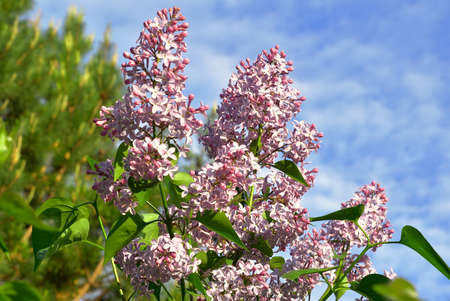 Pink lilac inflorescence's close-up against the background of greenery and blue sky. Spring, purity and freshness, nature of Siberia, Novosibirsk region, 2020の写真素材