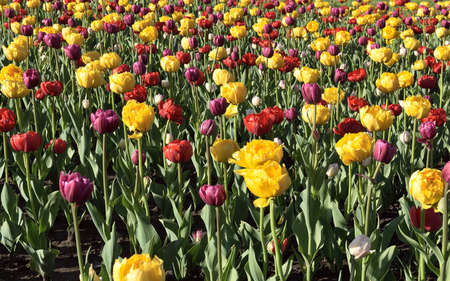 Red and yellow Tulips close up. Fresh bright buds of blooming flowers on the blurred background of the flower garden. Nature Of Siberia, Russia, 2020の写真素材