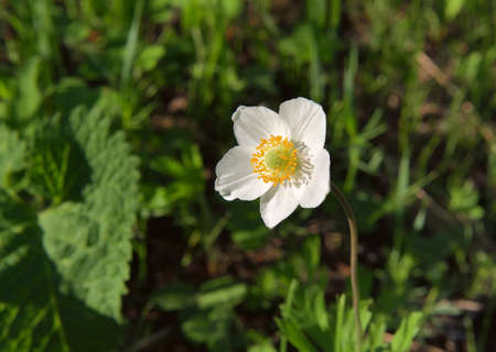 White petals and yellow stamens of the flower on a blurred green background of grass. Spring, purity and freshness, nature of Siberia, Novosibirsk region, 2020の写真素材