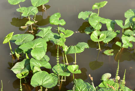 Green water Lily leaves in the pond water in the sunlight. Spring, purity and freshness, nature of Siberia, Novosibirsk region, 2020の写真素材