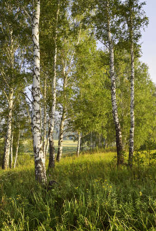 White birch trunks in the morning light, green thick fresh grass, agricultural field, forest in the...