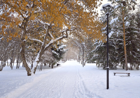 Alley in the winter Park. Yellow maple seeds among snowdrifts in the square of Glory. Novosibirsk, Siberia, Russia, 2020の写真素材