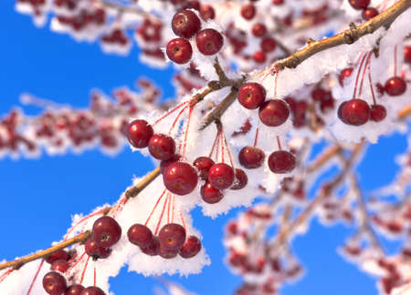 Apple tree branches in winter. Small red decorative apples on a branch covered with snow and frost