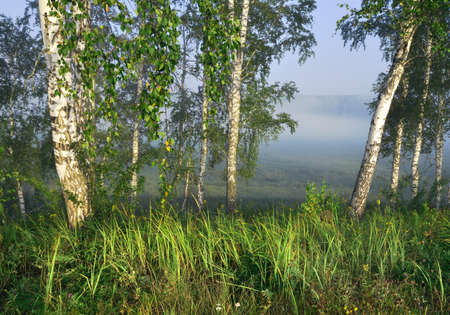 White birch trunks, hanging branches with leaves against the morning blue fog, green, bright, fresh, wet grass. Summer landscape, Clean nature of Siberia, Novosibirsk region, Russia, 2020の写真素材