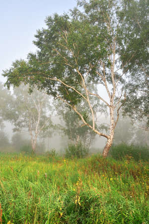 Thick, fresh, bright field grass and meadow flowers, birches in the fog early in the morning. Clean nature of Siberia, Novosibirsk region, Russia, 2020の写真素材