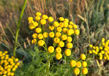 Flowers of tansy. A bunch of wild medicinal herbs on a blurry green background. Siberia, Russia,...