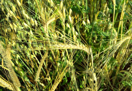 Grain field. An ear of wheat among the ears of oats. Siberia, Russia, 2020の写真素材