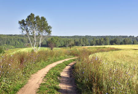 A winding rural field road, a farmer's field with a crop of oats, lush, thick field grass in a...