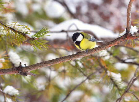 Tit on a branch in winter. A small bird sits on a Pine branch and looks downの写真素材