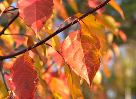 Autumn leaves. Bright red-yellow leaves on a tree branchの写真素材