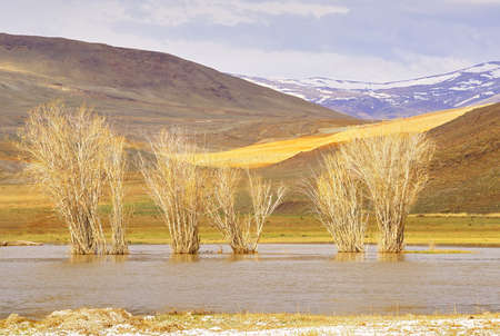 Trees in the waters of the river. Naked plants in spring in high water on the Chuya River in the...