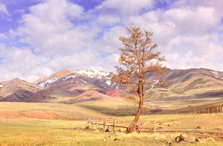 Chui Valley in the Altai Mountains. A tree by the fence in the spring steppe under a blue cloudy sky against the background of mountains. Siberia, Russiaの写真素材