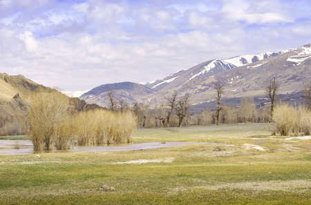 Trees in the waters of the river. Naked plants in spring in high water on the Chuya River in the...
