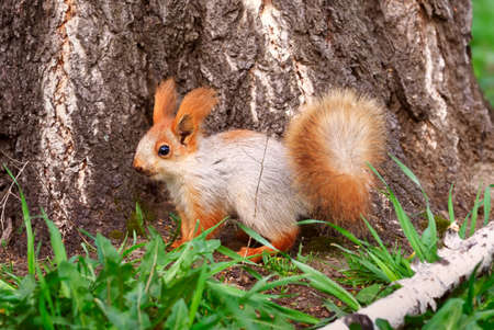 Squirrels in spring in Siberia. Young squirrel on the background of birch bark in profile. Nature of the Novosibirsk region, Russiaの写真素材