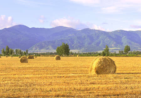 A mown field among the Altai mountains under a blue sky. Siberia, Russia