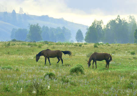 Green grass, trees in the fog on a blurry background. Altai. Siberia, Russiaの写真素材