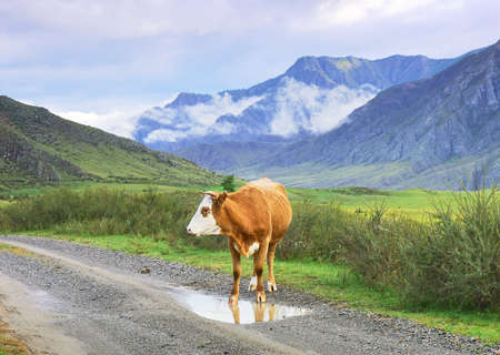A pet on a country road against the backdrop of rocky mountains under clouds. Siberia, Russiaの写真素材