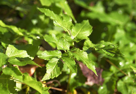 Juicy green leaf with a shiny surface on the branch of a Bush in close-up. Nature Of Siberia,...