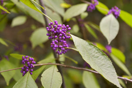 A bunch of small berries of bright lilac color on a branch with leaves on a blurred green background. Russia, 2019の写真素材