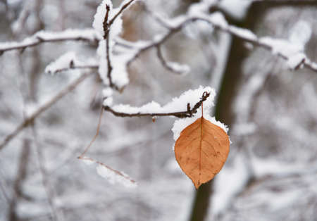 Yellow autumn tree leaf hanging on a branch covered with snow in winter. Blurred background, without people, nature of Siberia. Russia, 2019の写真素材