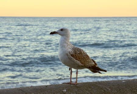 Seagull in profile against the sea in the morning light close-up. Blurred background. Russia,...