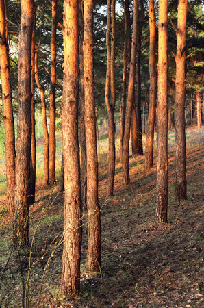 Straight tree trunks in the morning light, textured bark, grass. Novosibirsk, Siberia, Russia, 2020の写真素材