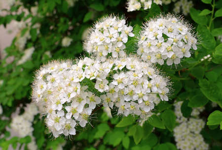 Small flowers with white petals and yellow stamens on the branches of a shrub. Spring, purity and...