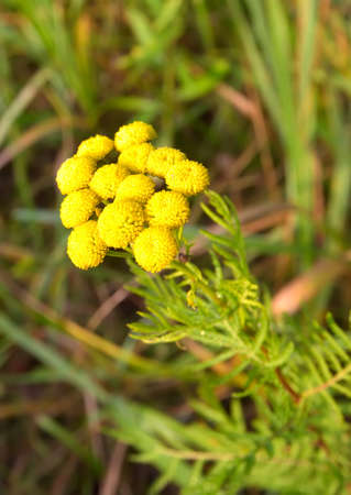 Flowers of tansy. A bunch of wild medicinal herbs on a blurry green background. Siberia, Russia,...